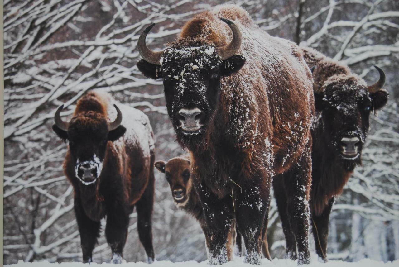 Kamienna Zagroda Białowieża Esterno foto